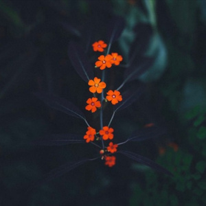 山村乳妇喂奶和偷人
